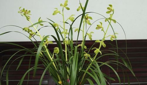  玫瑰：喜欢月季，不如养盆“精品玫瑰”金香玉，花开金碧辉煌，芳姿耀眼