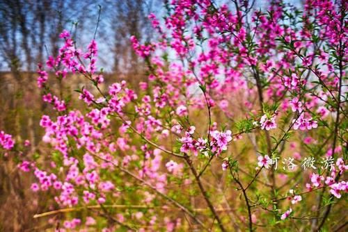  『杏花』杏花落去桃花红，五龙沟村花不断