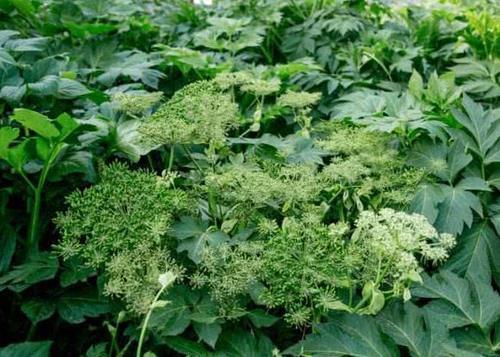 农村称为“明日草”，长在田里无人识，如今用来泡茶喝15元一斤