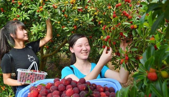 农民在山地里种它，营养价值极高，在市场上非常受欢迎