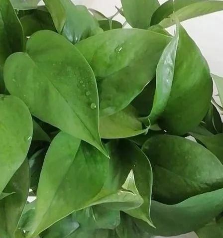  「懒人」6种适合懒人养的花，种上就不用管，比花农网的还好！