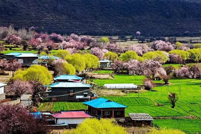 2019年，去林芝看桃花！