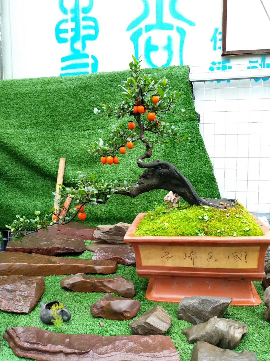 金弹子树桩盆景很有欣赏性，有的的确很美丽!