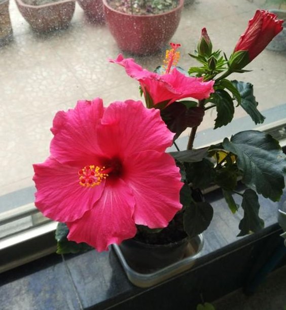  【绿萝】别再养绿萝吊兰了，此花美丽又好养，扔进土里就能活，四季有花开