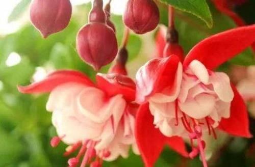  『花帘』倒挂金钟成“花帘”，就靠10天一口“它”，花儿蹿得快，盆盆爆满
