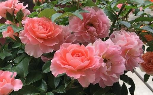  『家养』家养此款花，全年开花不断，堪称“开花机器”，花开枝繁叶茂