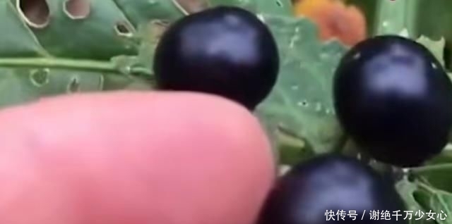  #扔掉#农村这种随处可见的野草，没想到作用非常大，看到可别扔