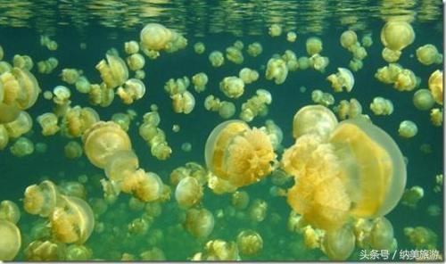 这里是世界七大水底奇观之最，彩虹的故乡：帛琉岛