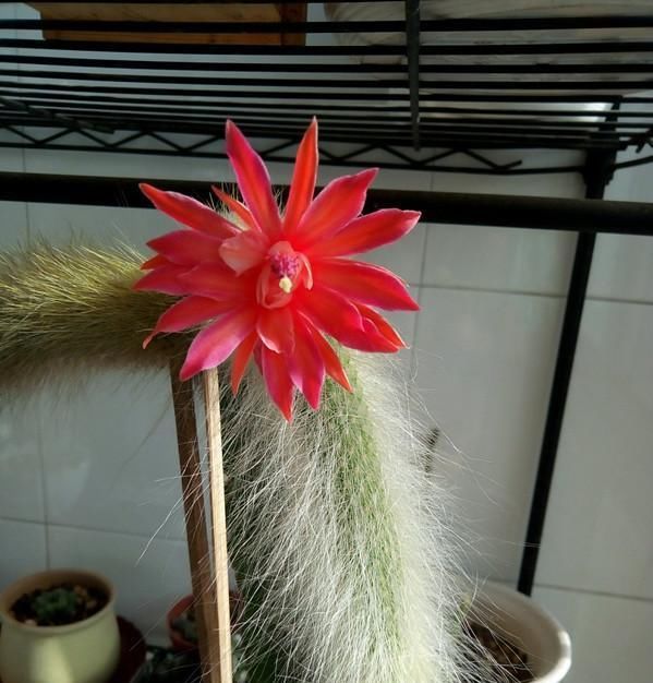  『盆栽』奇特植物—猴尾柱，植株似猴尾，会开花，养护简单，还是盆栽佳品