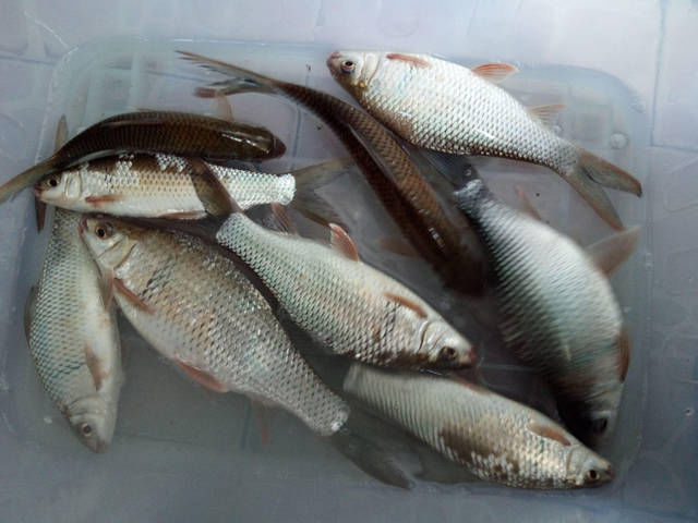  眼里■在钓鱼人的眼里，此鱼狡猾，精明，非常难钓