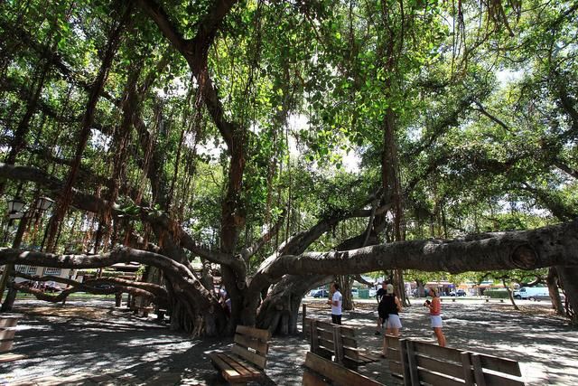 [转载]世界上最大的一棵树，真正的“独木成林”