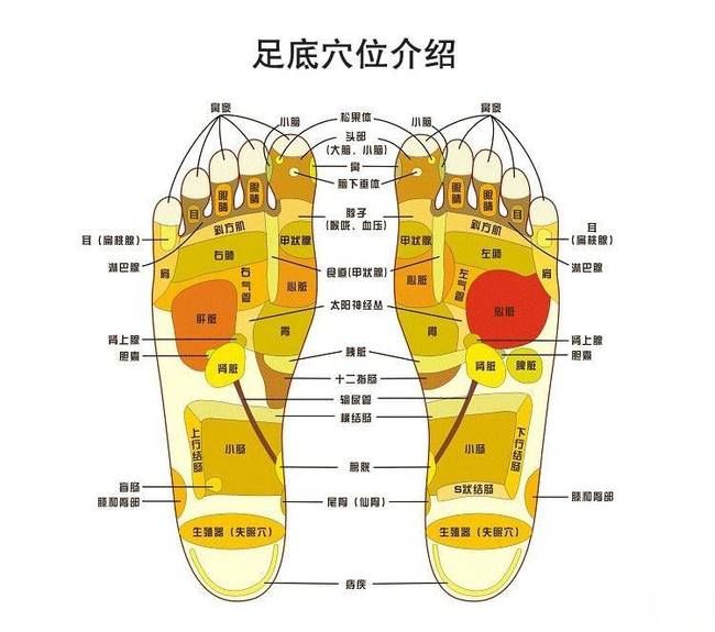 脚底2个“减肥穴”，减掉大象腿、大肚腩，在床上就能完成