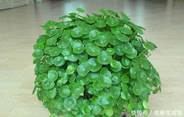  「水培的铜钱草」开春如何养铜钱草？记住1个“小步骤”，绿叶挤满盆，叶片圆又大