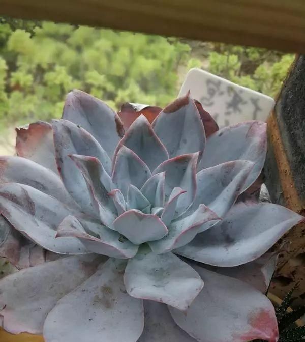  浇水■老妈把多肉养成“菜”!有一种亲妈,你不让她浇水,她偏要浇!