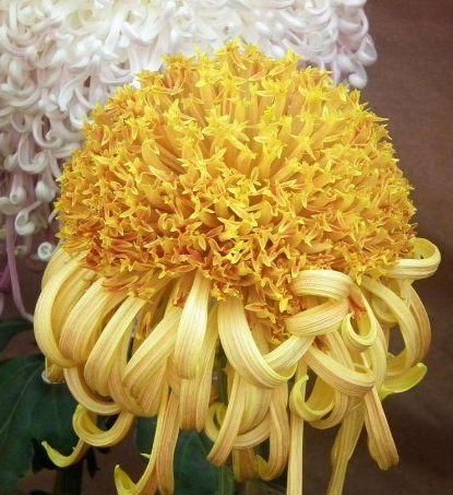  【款款】花界中的3种“佼佼者”，款款花开惊艳绝伦，花美心情好！
