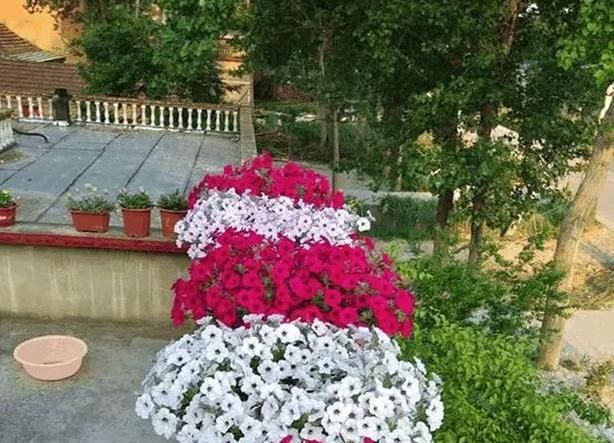 #春末#五颜六色的爬藤牵牛花,春末在盆里埋入几粒种子,开出灿烂花朵