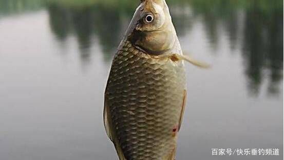  大棚钓小鲫@鱼口不好？这样用饵调漂错不了！