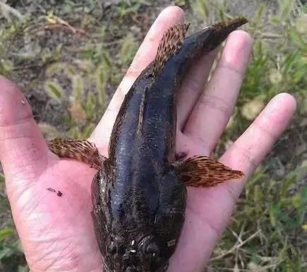 这鱼长得像财鱼，曾因长相丑被嫌弃，如今吃货快要把吃灭绝