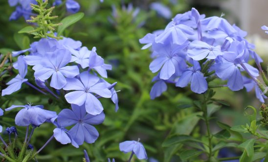  『漂亮』好养又耐活的几种花草，耐高温不怕晒，开花贼漂亮