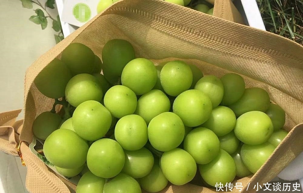  「玫瑰」被誉为贵族水果，刚引进炒到200元一斤，如今价格猛跌10