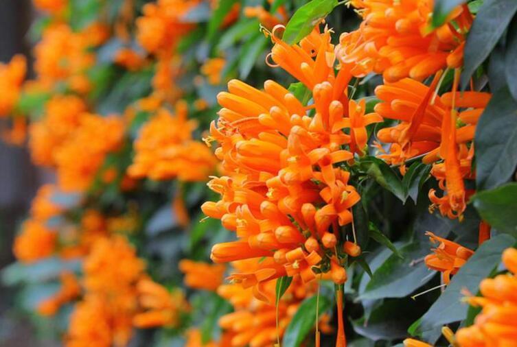  『爬墙』“4种爬墙花”，花开太漂亮，每一种都是养护必选！