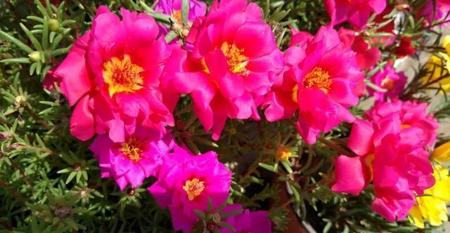 值得|三种花“不怕热”,5月养几盆,呼呼开到秋,值得养