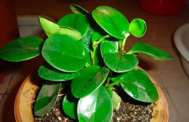  『比花』这几种受欢迎的耐阴花，一养就上瘾，叶子比花美！