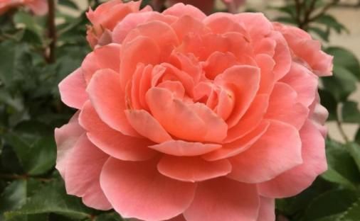  #小院#家有小院，养这几款花，开花勤爱爆盆，枝繁叶茂，全年花开如春