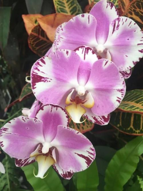 这么漂亮的蝴蝶兰，你见过吗？