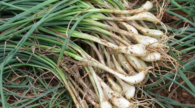  [蔬菜]农村这种蔬菜，在北方几乎看不到，南方多得吃不完