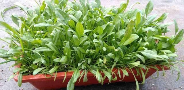  『蔬菜』在家中养这几种蔬菜，再也不用担心没有新鲜蔬菜吃啦！