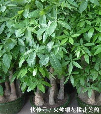 【养殖】发财树在家中如何养殖,注意这三种方法,发财树也可以枝繁叶茂