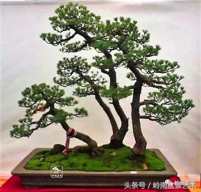 松树盆景，怎样才能算上品？