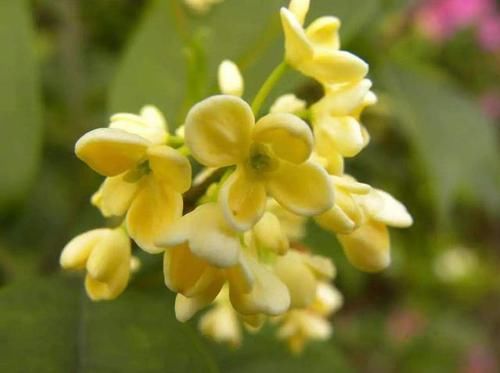  『款花』3款花非常适合新手，30天不浇水依然开花，越不管长的越旺，好养