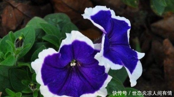  『春天』春天养这几款植物，好养易爆盆，比绿萝还好养，阳台变成大观园