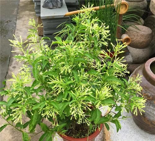 『太盛』这花香味太盛,室内养1盆,满屋飘香,不过要慎养