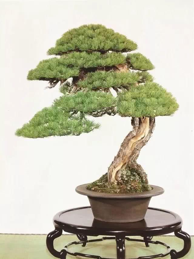 『感悟』盆景人感悟:勤奋,成就生活之美!