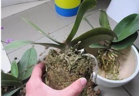  【白白】蝴蝶兰开完花就扔？真是大土豪，白白捡了一箩筐，修剪一下又开花