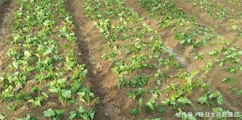  「养活」曾被偷带入境，养活了千万国人，如今遍地种植，农民拿