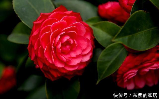 爆盆@室内养花就养盆它,常年开花爆盆容易,管理简单不操心,谁养谁爱