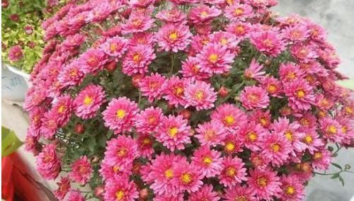  『争艳』百菊争艳，就养菊之佳品千头菊，宛如月空繁星，花姿优美，易爆盆