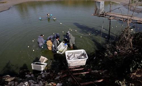  「夜晚」黄河边家家养大鲤鱼，喂“中药”饲料，夜晚2小时巡塘一
