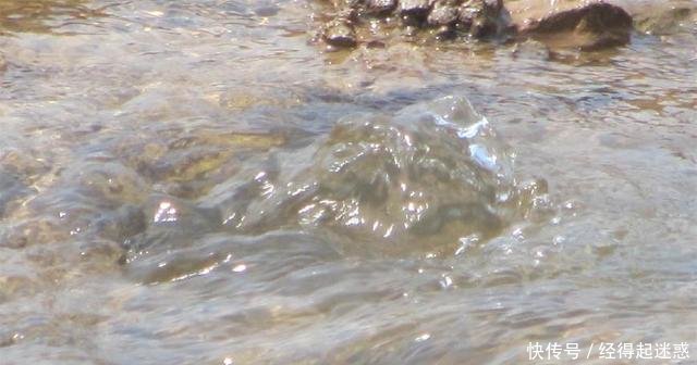 松软的地面现“泉眼”，不断有鲫鱼从地下冒出来，随便捡