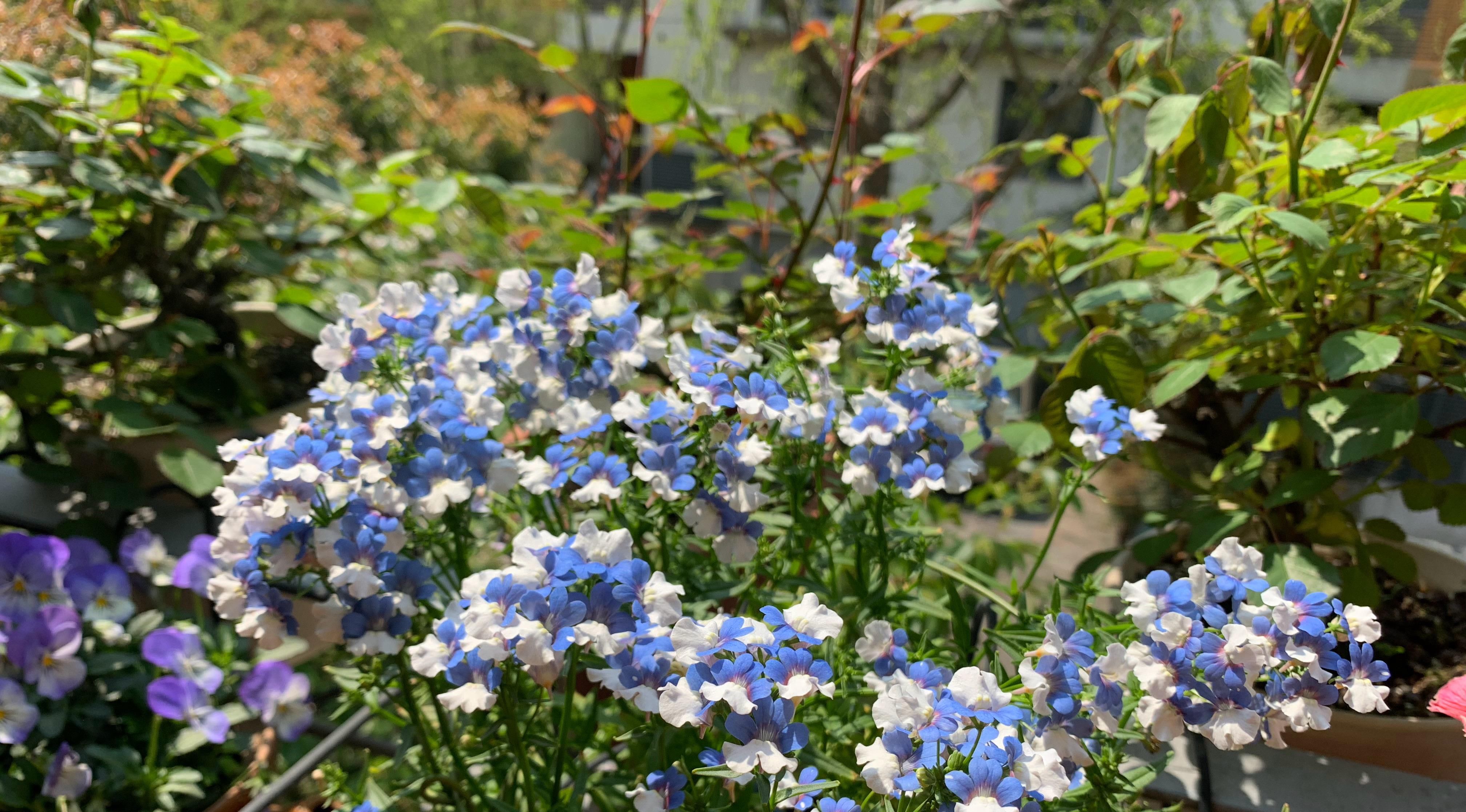  夏季@夏季养花选这款，花色灿烂绚丽，花期达半年，栽培容易，值得拥有