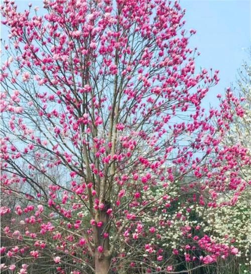  「良药」美得像“仙女”般的紫玉兰，是“鼻炎”花友的良药，摆卧室最合适