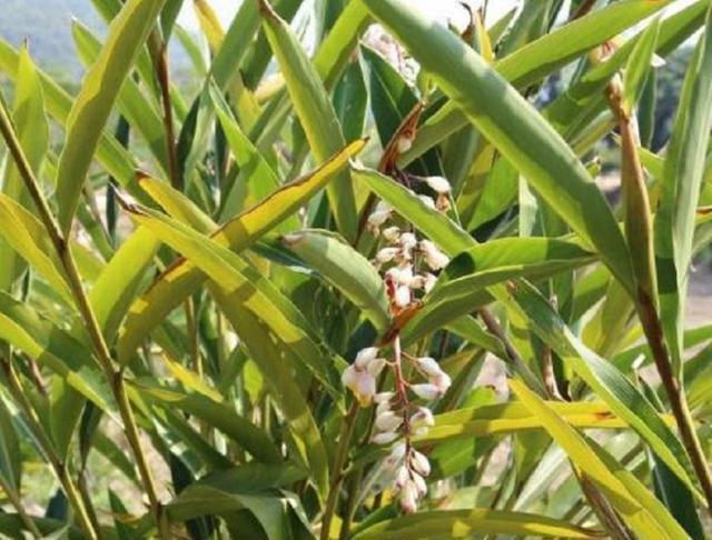  亩产值@只在农村有的“野草”，种植一次可采收多年，亩产值上万元