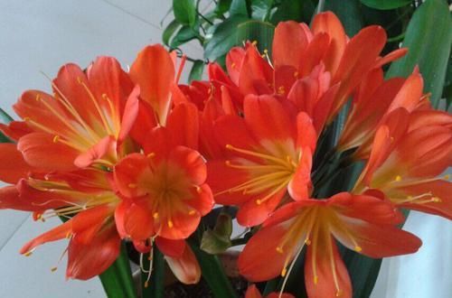  【子兰快速】赤霉素在君子兰上的妙用，夹箭的君子兰滴滴赤霉素，3天就抽箭