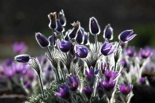 农村一野植，开花后很美，根茎晒干做药更是卖到40元1斤