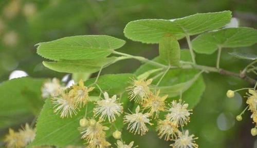  「顶级」山里一种植物，花是蜂蜜中顶级珍品，也是中药至宝，遇到请重视！