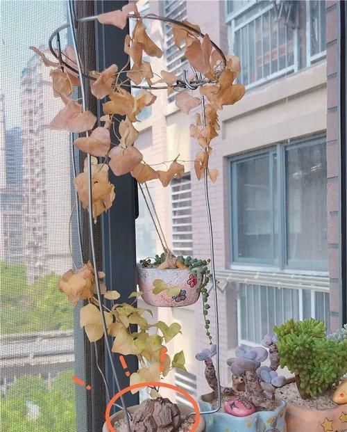 『大肚子』这花长了个大肚子，1个月不浇水，照样长成绿窗帘！